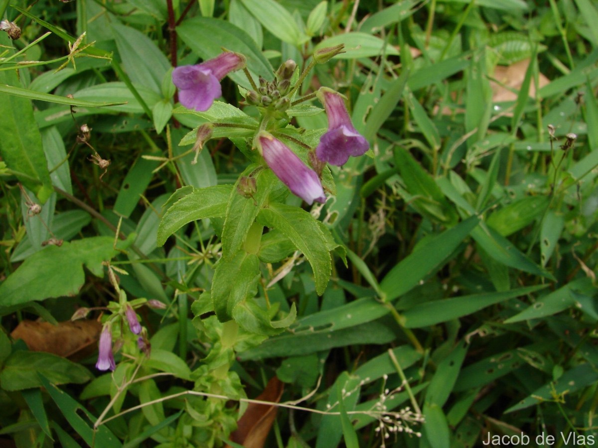 Limnophila aromatica (Lam.) Merr.